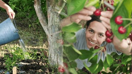 Чем подкормить вишни весной: сочные ягоды будете собирать ведрами - 285x160
