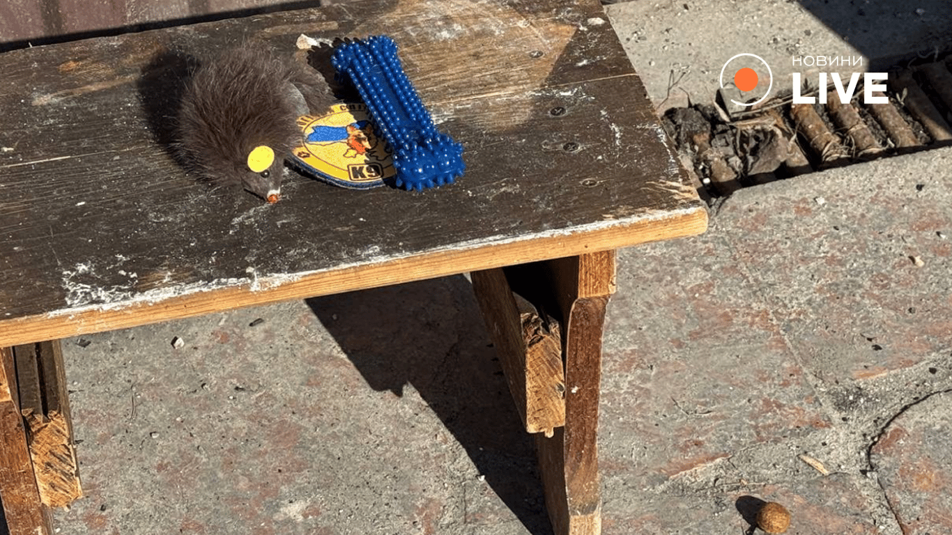 Наслідки удару по ветклініці на Київщині 3 квітня