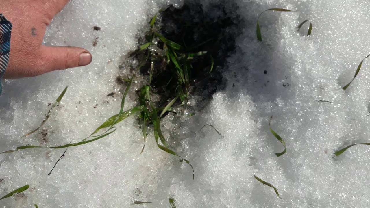 Снегозадержка