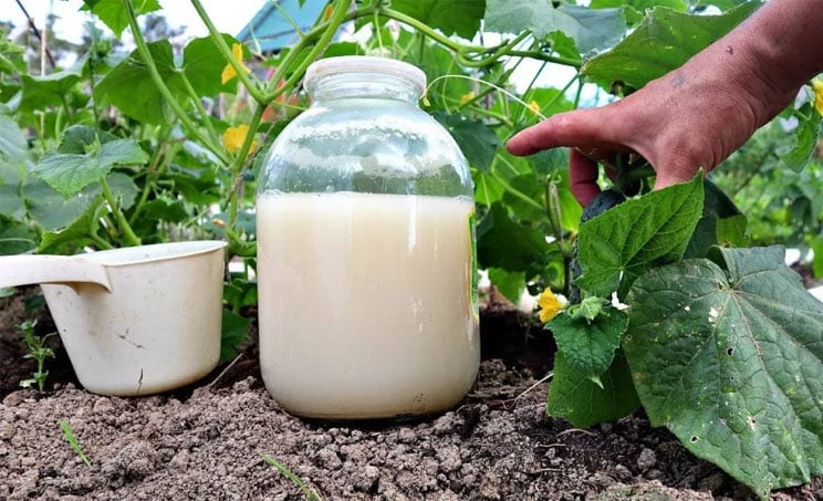Подкормка огурцов