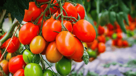 Помидоры зимой без теплицы — сорт, который удивляет урожаем - 285x160