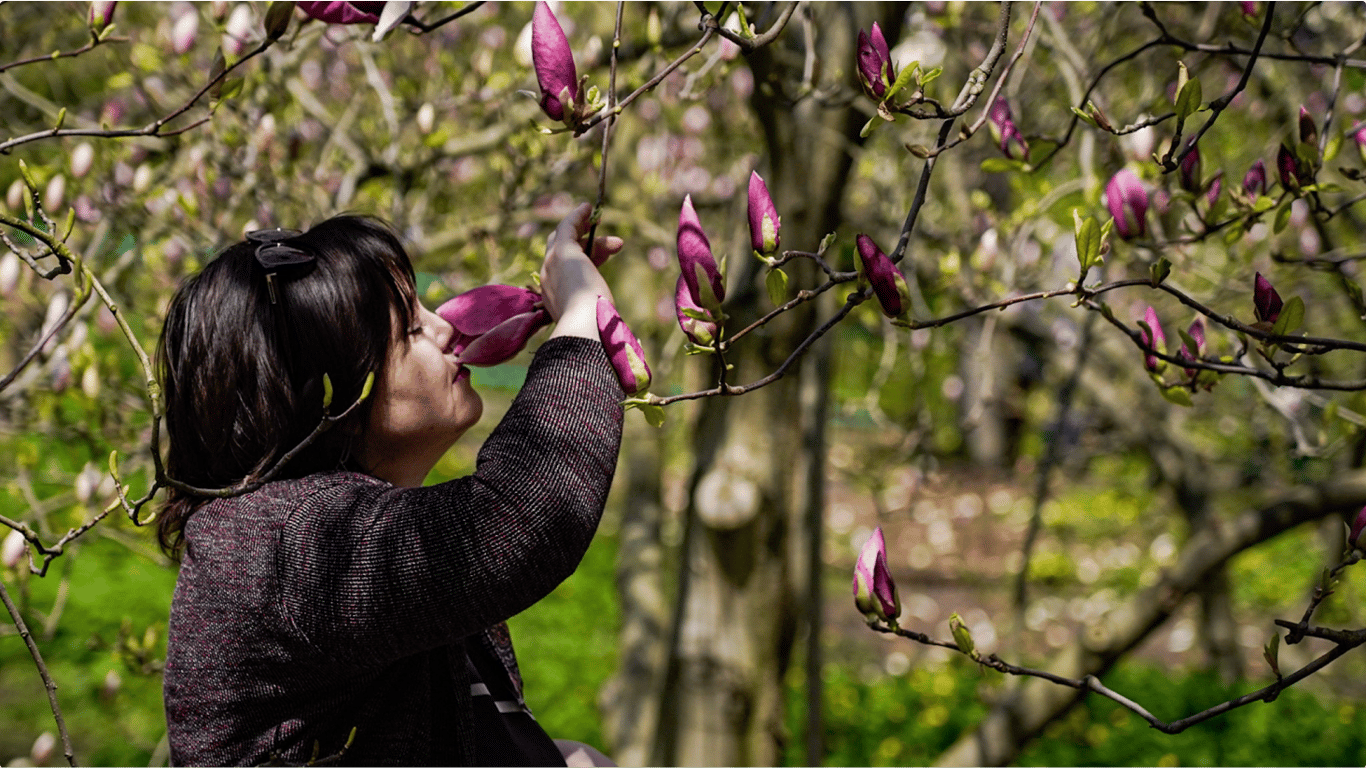Сад магнолій у ботанічному саду Гришка у Києві: скільки коштує подивитися на квіти