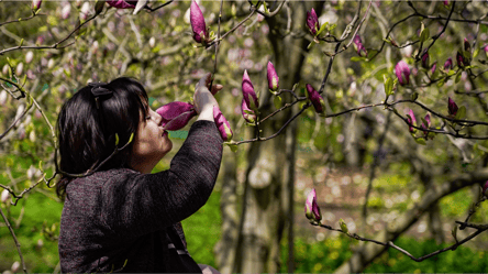 Магнолії у ботсаду імені Гришка: скільки коштують квитки - 285x160