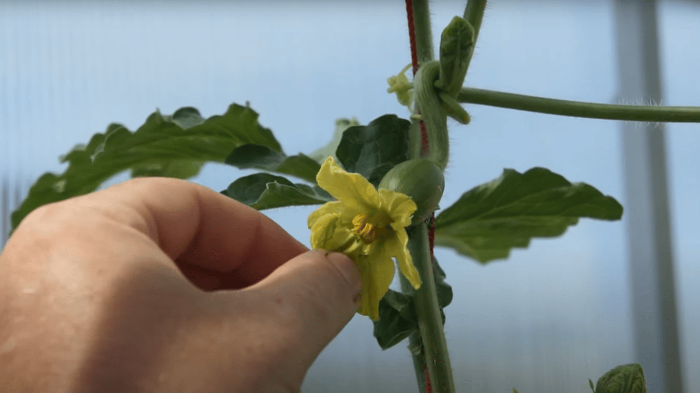 Процесс опыления цветков арбузов