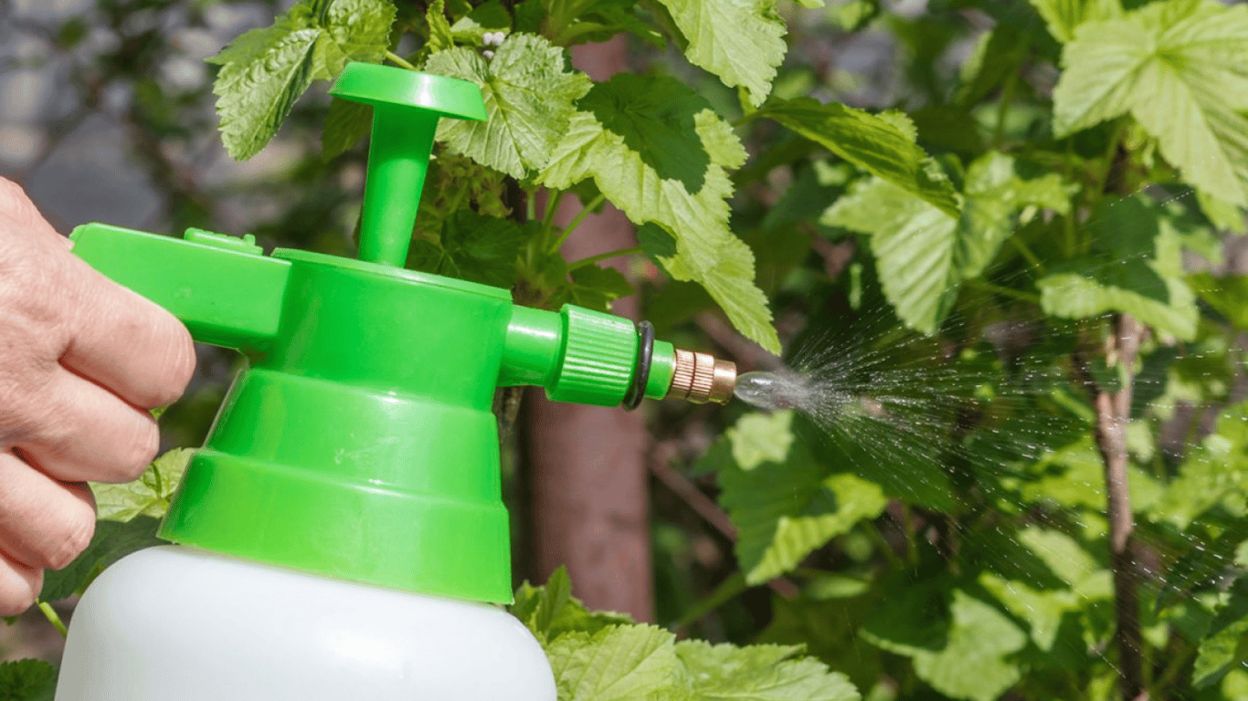 Чем обработать смородину в апреле 2026: куст будет здоровый и даст щедрый урожай