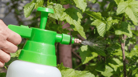 Встигніть обробити смородину до кінця квітня: кущі щедро вродять - 285x160