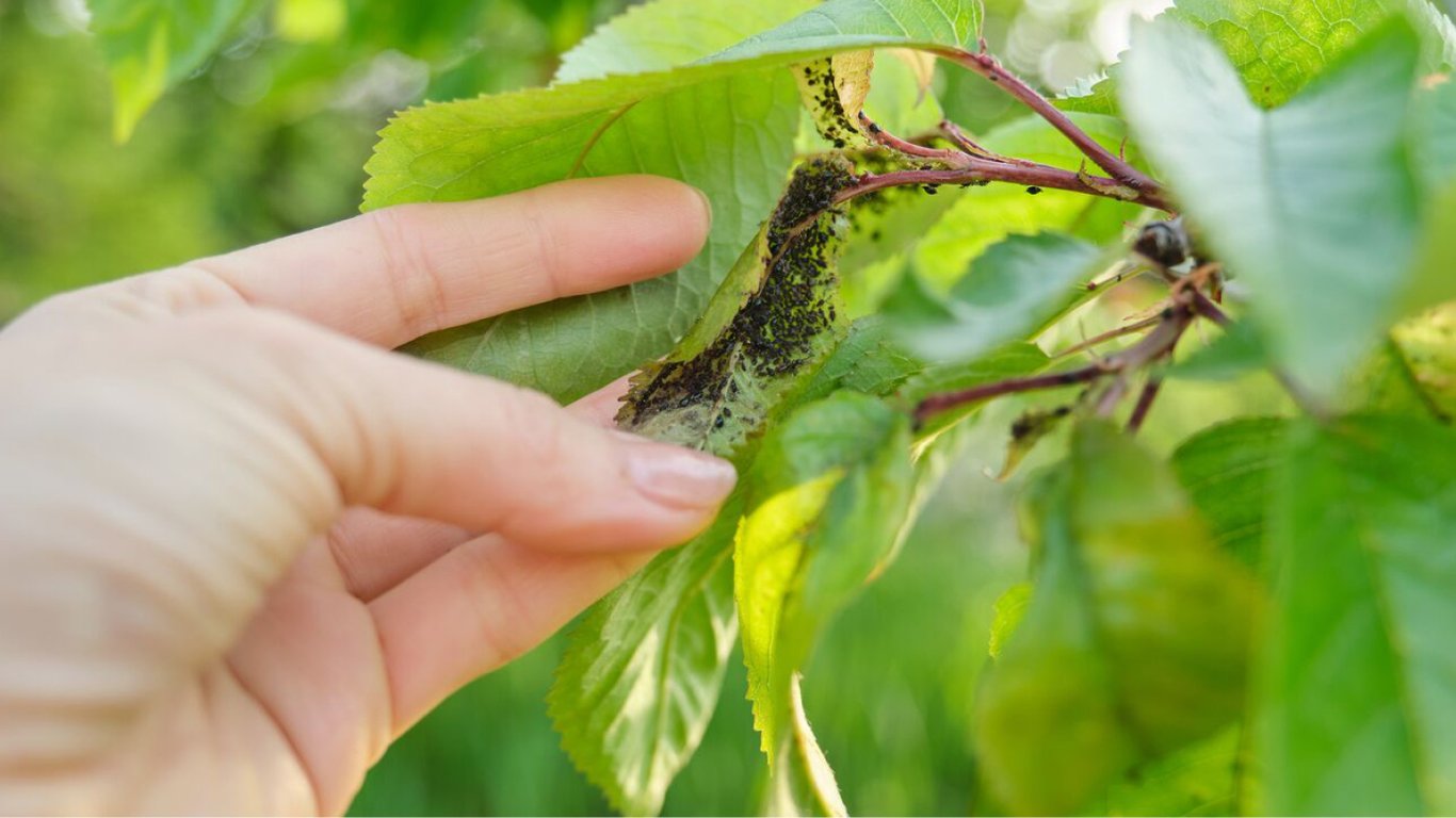 Як знищити попелицю на городі та в саду — перевірені методи