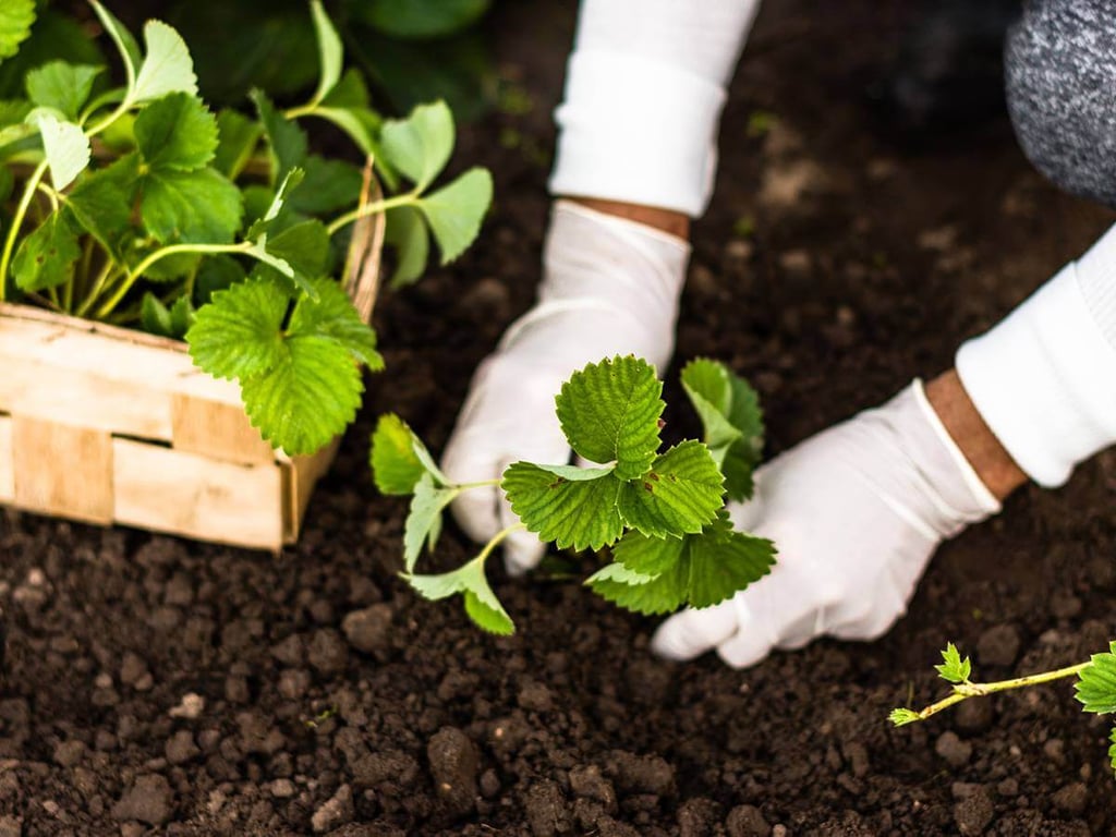 Когда сажать клубнику — обратите внимание на погодные условия