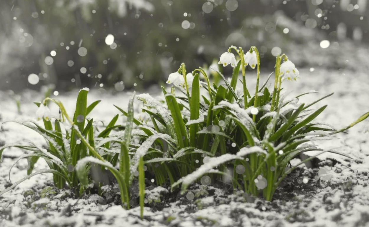 Растение зимой