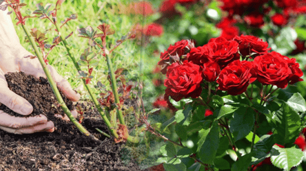 Когда сажать розы в октябре 2025 — эти даты подарят пышный сад - 285x160