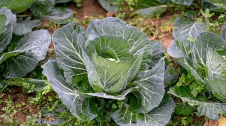 Чим підживити капусту в кінці серпня — качани зав'яжуться швидше - 285x160