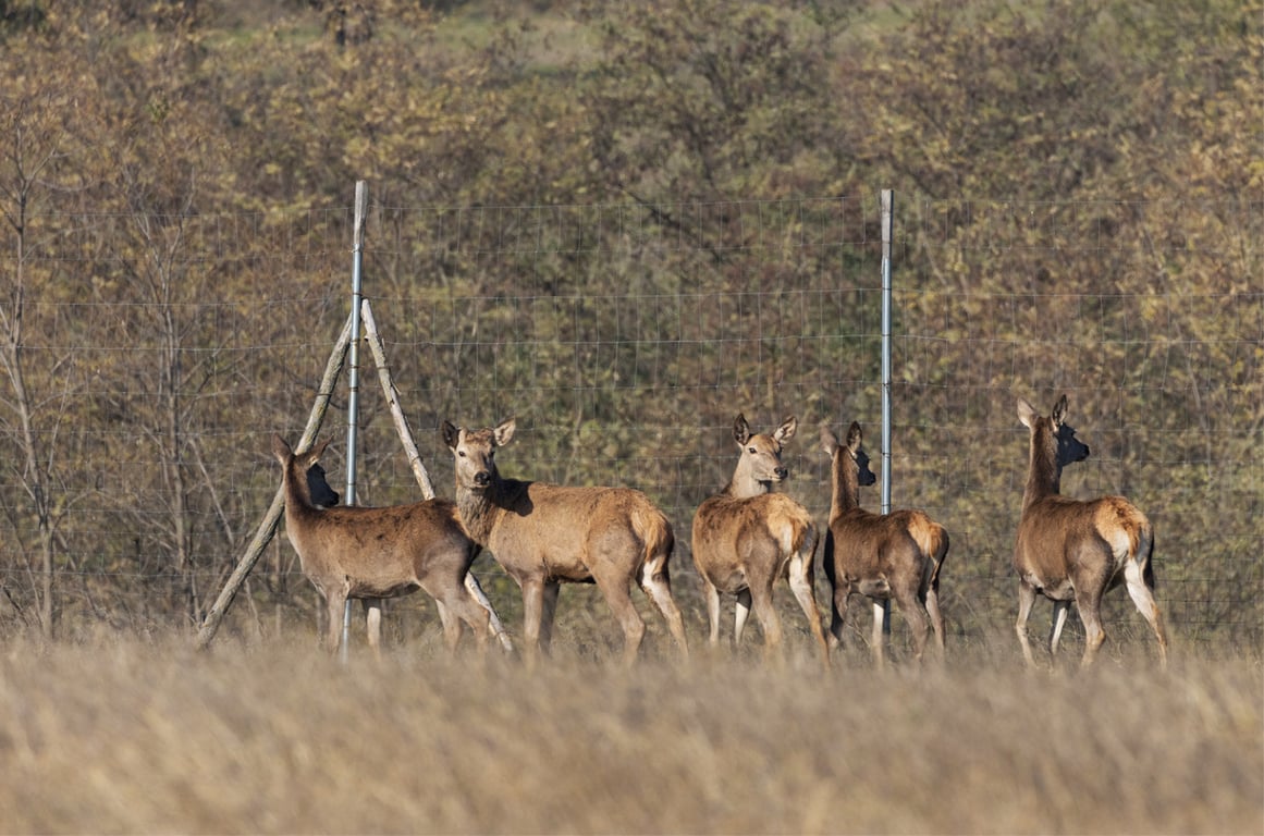 Лані та олені повертаються в степи на Одещині - фото 3