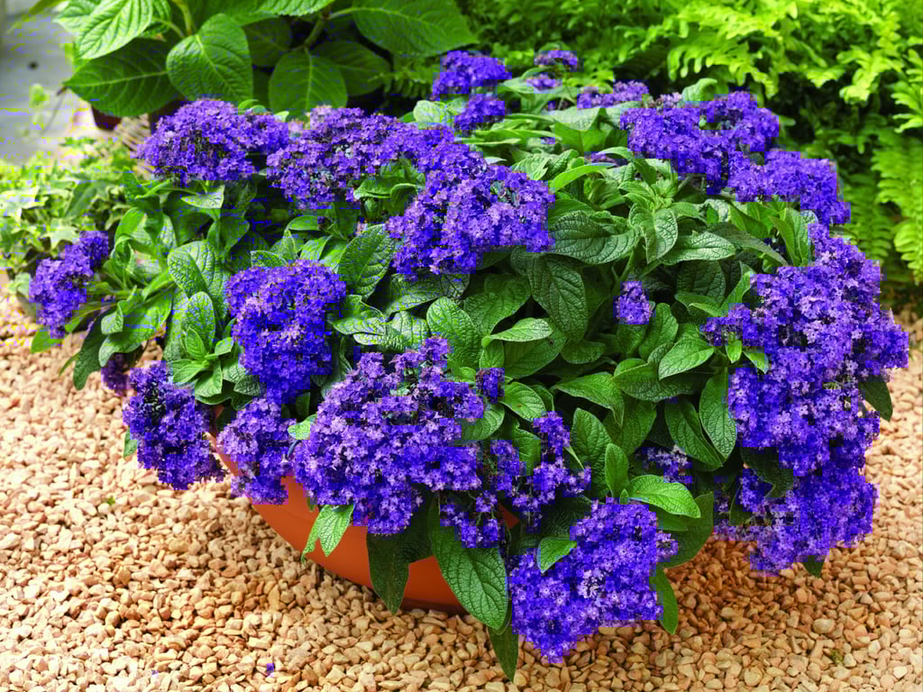 Геліотроп у саду — чому варто посадити та чим корисна рослина