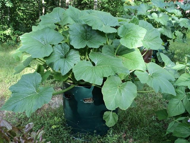 Где лучше сажать кабачки для щедрого урожая