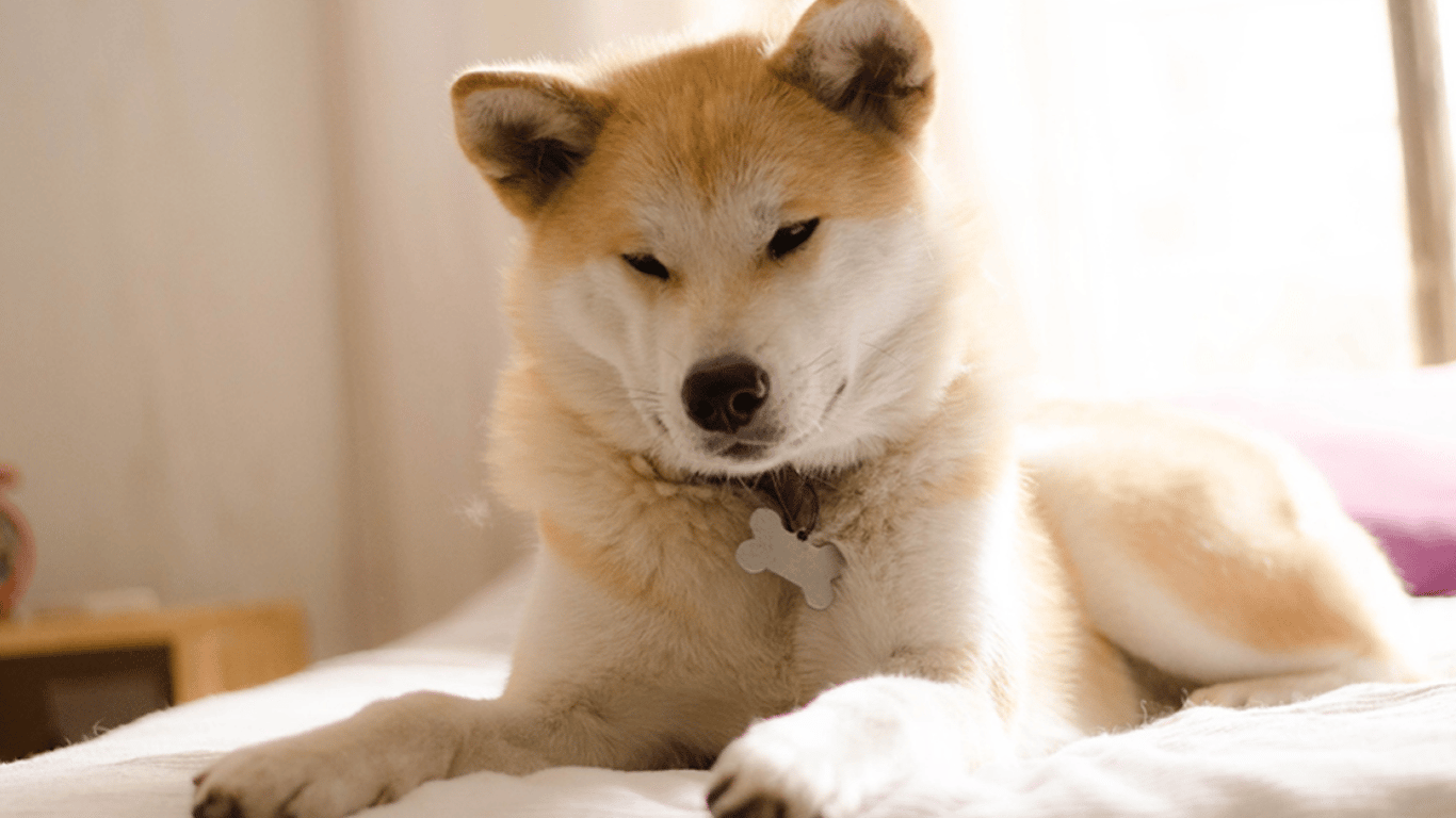 Що треба знати про собаку породи Акіта-іну — характер, харчування і догляд
