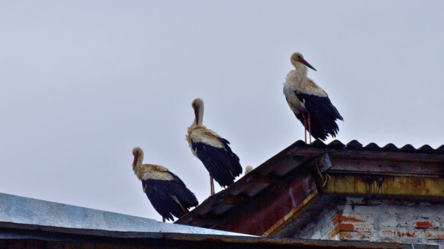 В Чернобыль через 20 лет вернулись белые аисты: фото - 285x160