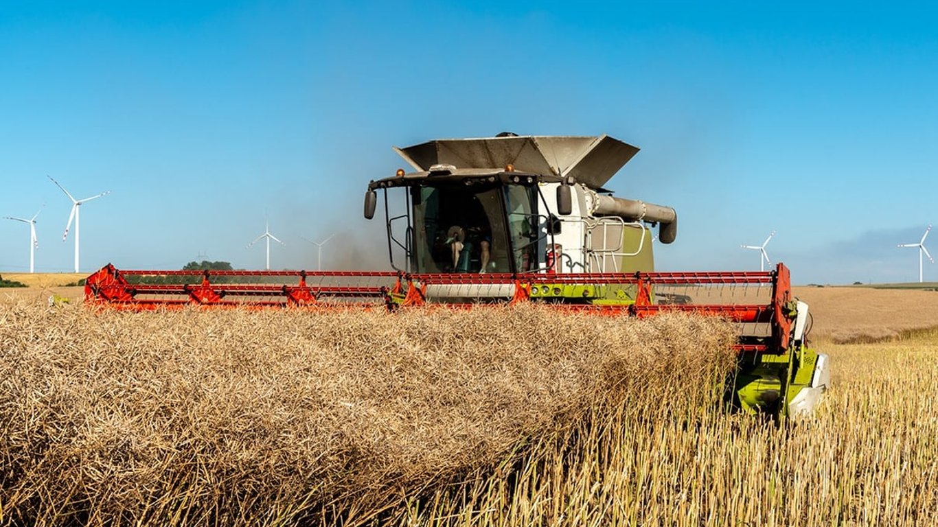 Цены на зерно в Украине. Сколько стоит рапс на начало ноября - 250x140