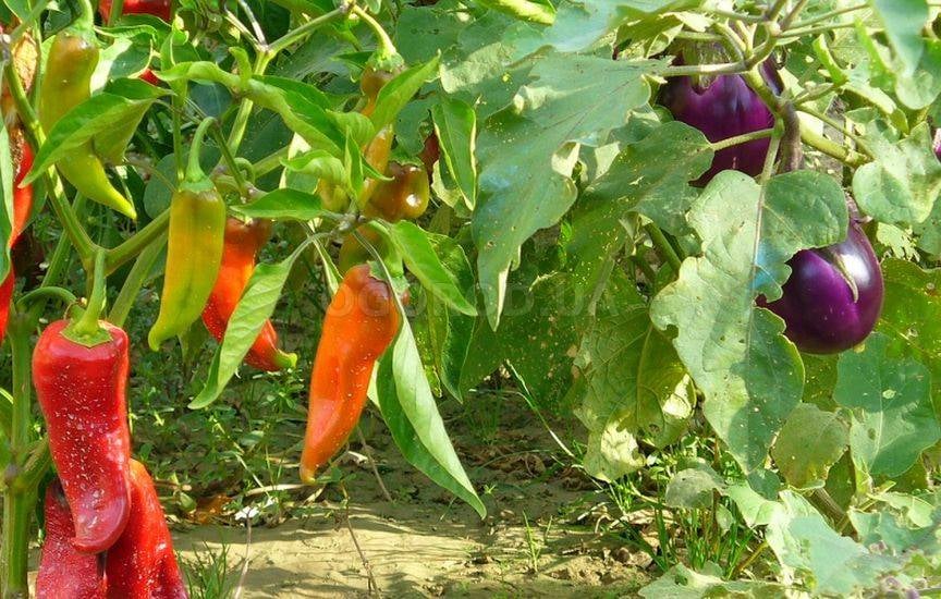 Перец и баклажаны на одной грядке