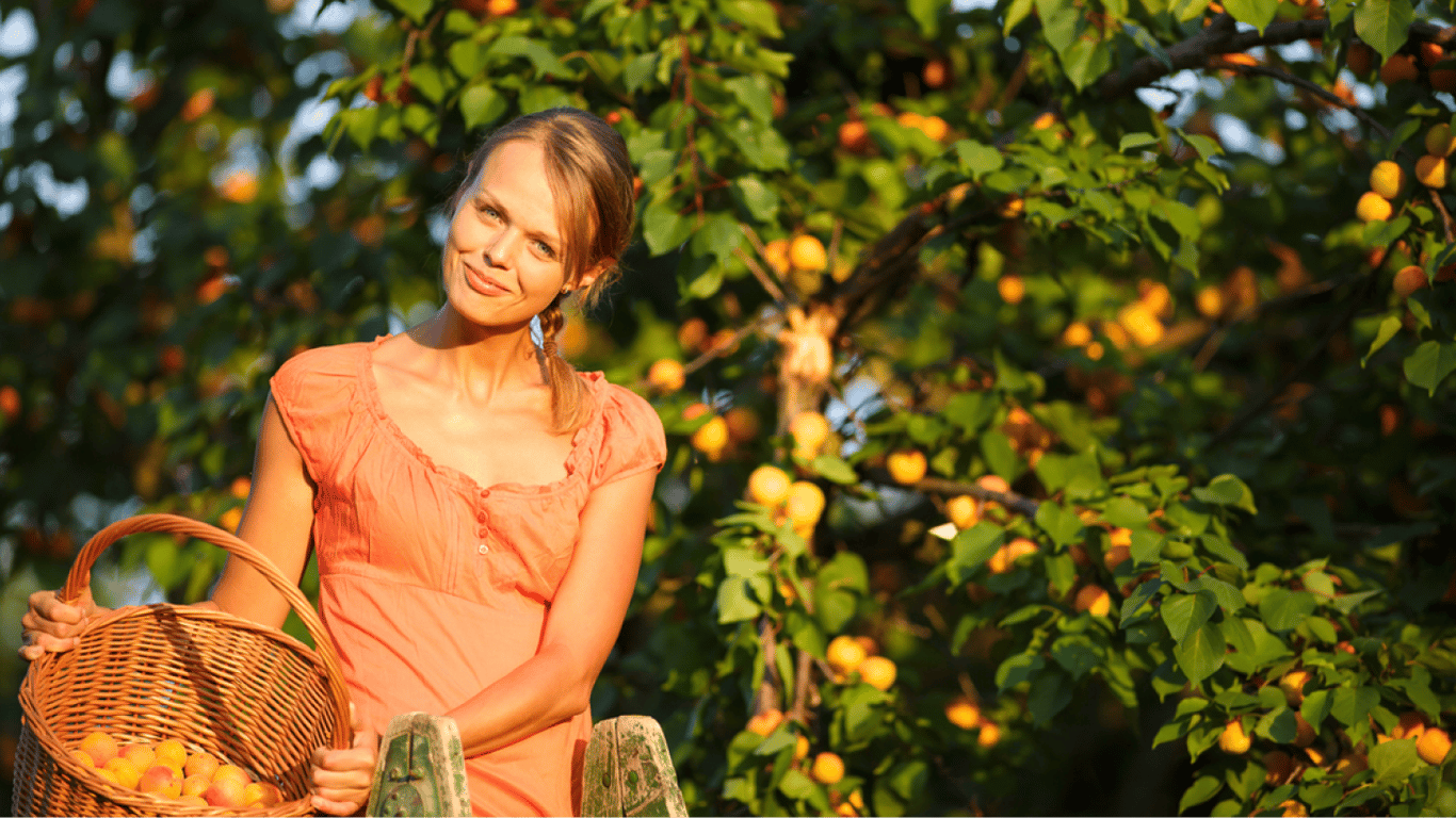 Підживлення абрикоса навесні: чим удобрювати та як поливати для гарного врожаю