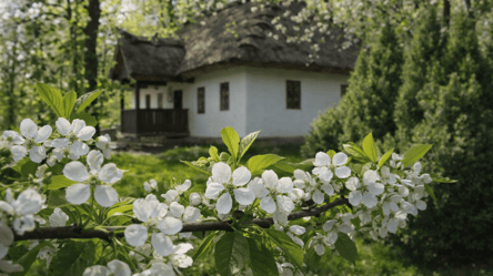 Какие кусты посадить во дворе: принесут счастье и защитят жилище - 285x160