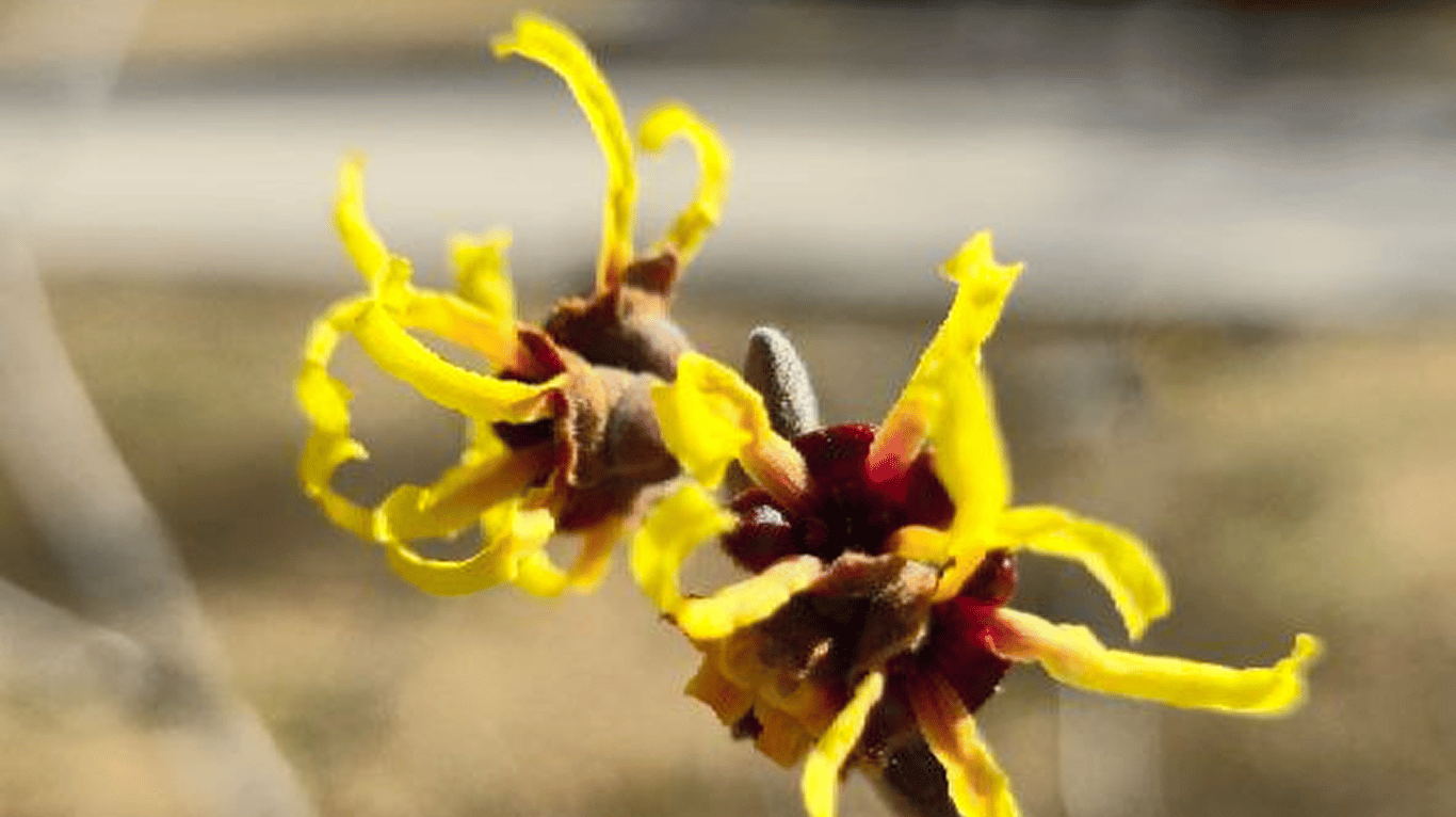 Гамамелис расцвел в саду Шевченко