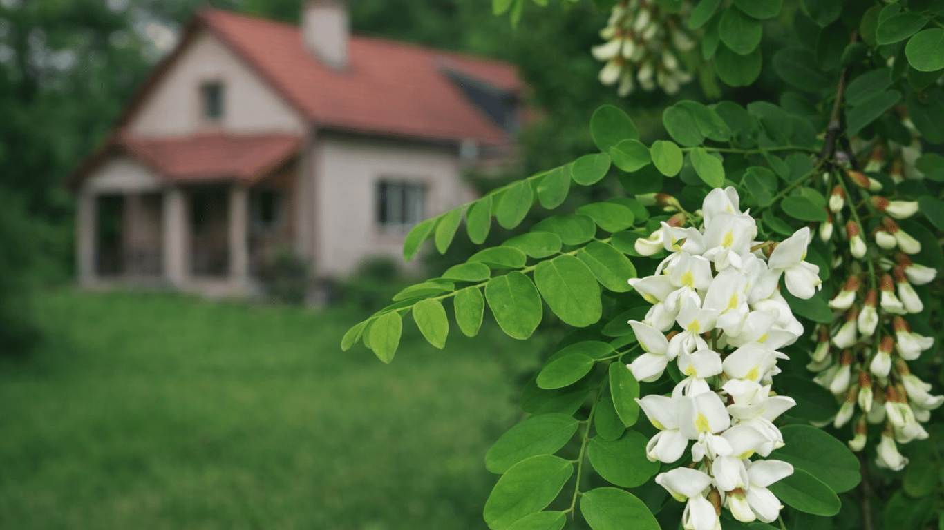Три "съедобных" дерева из детства, которые стоит посадить у дома