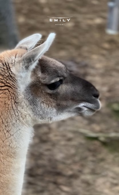 Весняні вихідні у передмісті Львова — куди поїхати з дітьми - фото 1