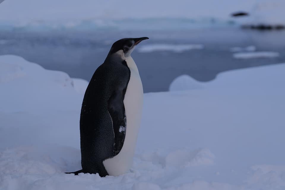 До якого розміру виростають імператорські пінгвіни