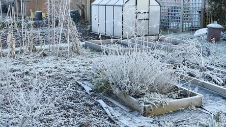 Зимове підживлення по снігу — секрет раннього старту - 285x160