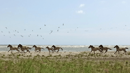 В заповеднике на Одесчине дикие лошади привели потомство - 285x160