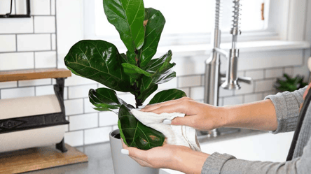 Цветы вдов и одиночества — какие растения лучше не держать дома - 285x160