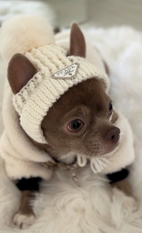 Одяг для собак на зиму — кому він дійсно потрібен - фото 1