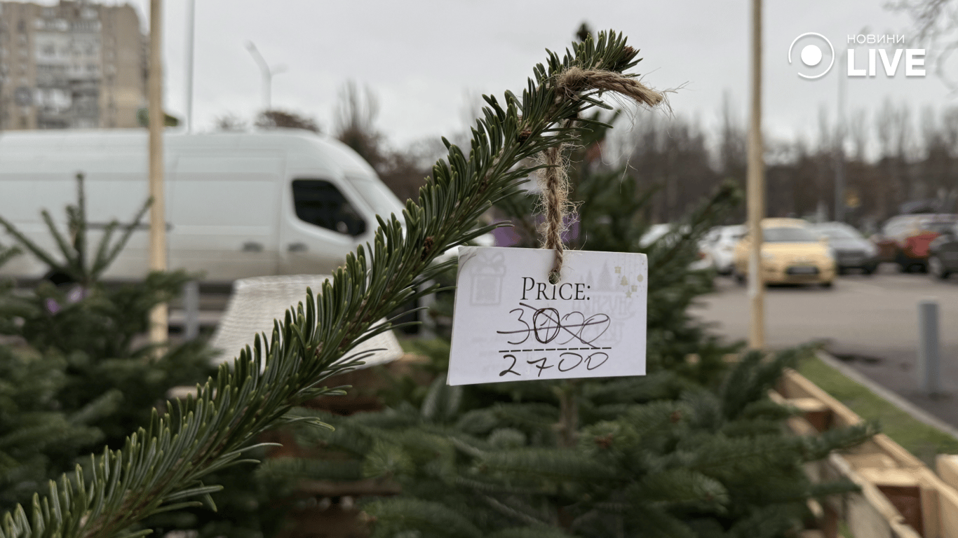 Скільки коштують ялинки в Одесі у 2025 році — огляд локацій - фото 7