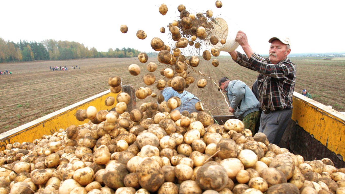 Найкращі сорти картоплі в Україні, що подарують максимальний урожай — список