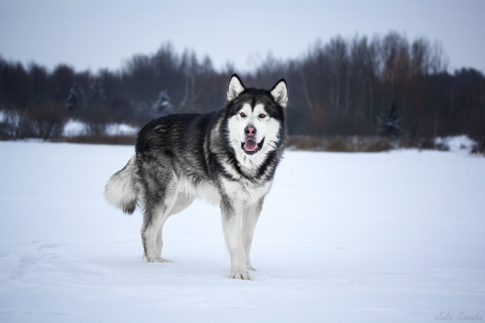 Аляскинский маламут