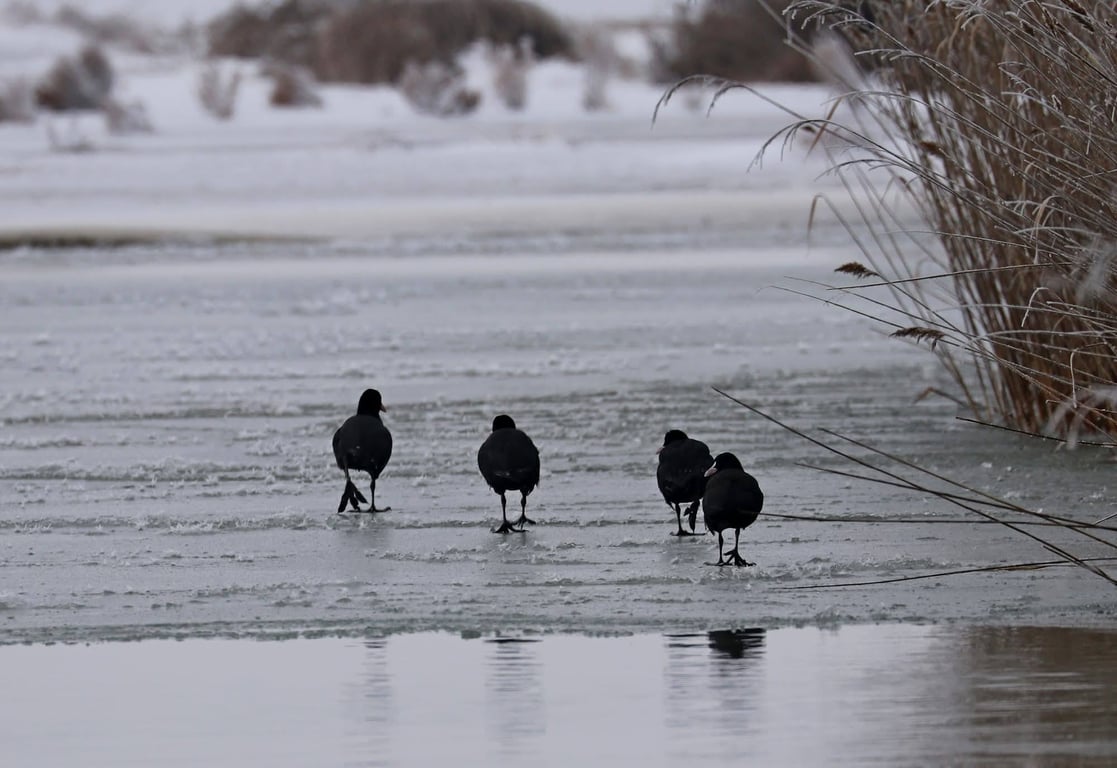 Лід в лиманах