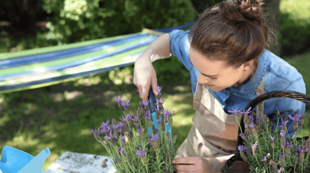 Навіщо садити лаванду в саду — 5 вагомих причин, які точно переконають вас - 285x160