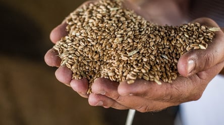 Аграрії озвучили невтішні прогнози щодо майбутнього урожаю зерна - 285x160