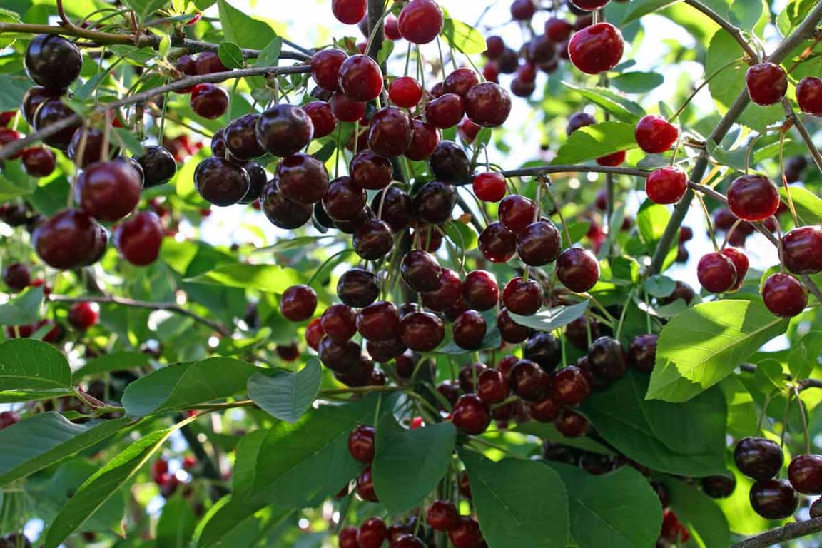 Много спелой черешни на дереве.