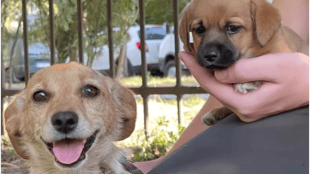 В Харьковской области спасли собаку со щенком, которые прятались возле разрушенного россиянами дома - 285x160