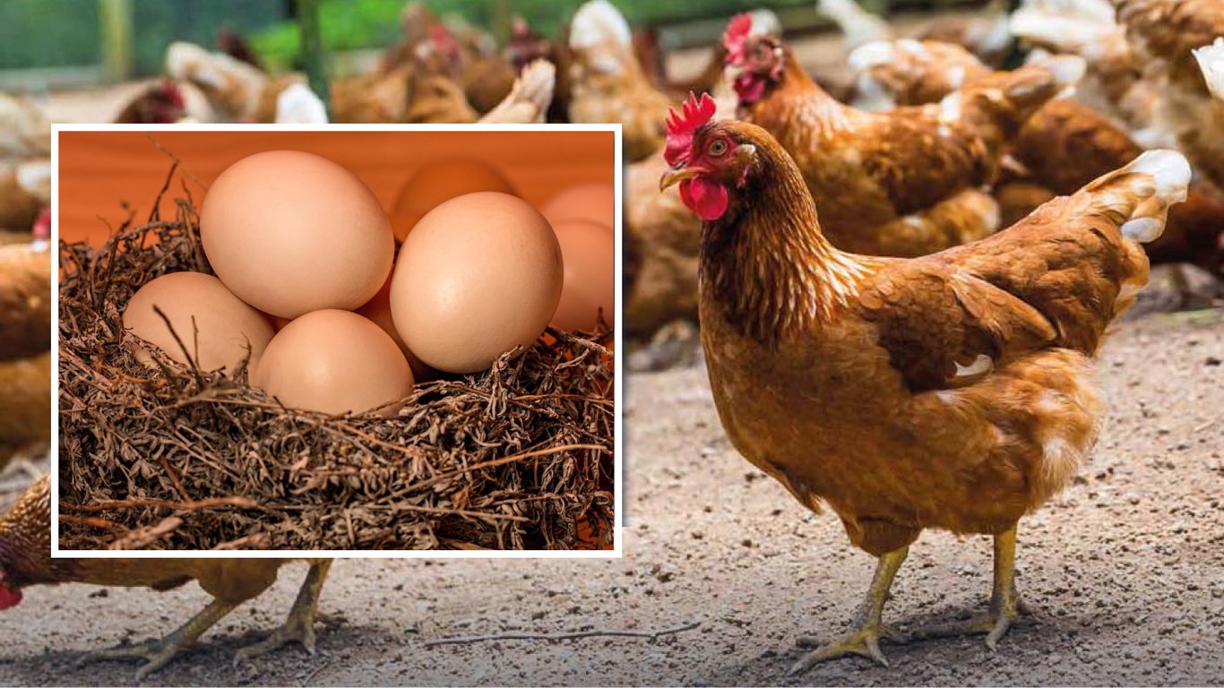 Как сделать куриные яйца больше на 20%: простой секрет фермеров
