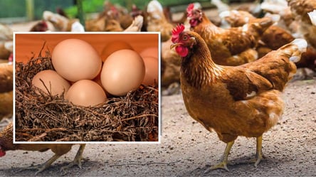 Как сделать куриные яйца больше на 20%: простой секрет фермеров - 285x160