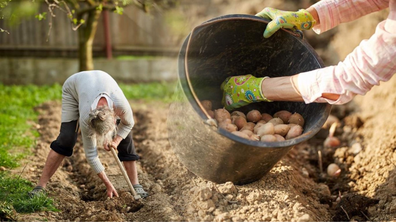 Коли садити картоплю у квітні 2024 року за місячним календарем — дати та поради