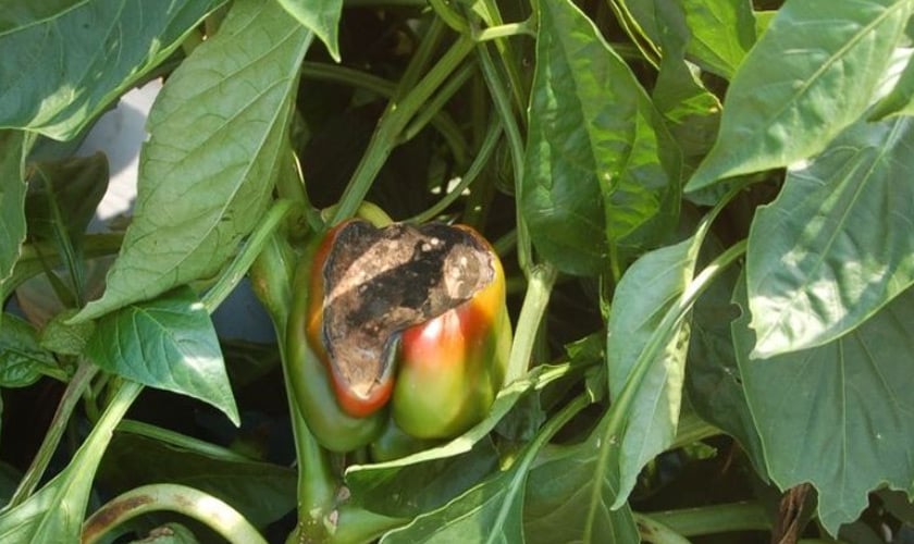 Гниль на перце