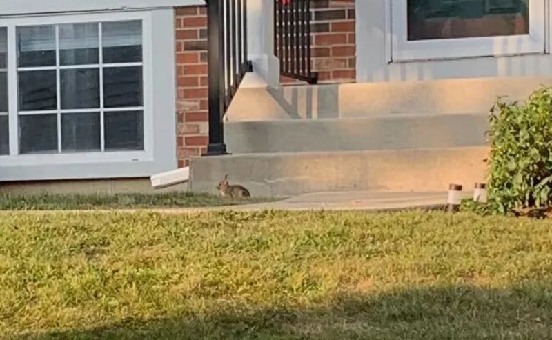 Головоломку розгадують лише 1% — знайдіть маленького кролика на великій галявині - фото 4