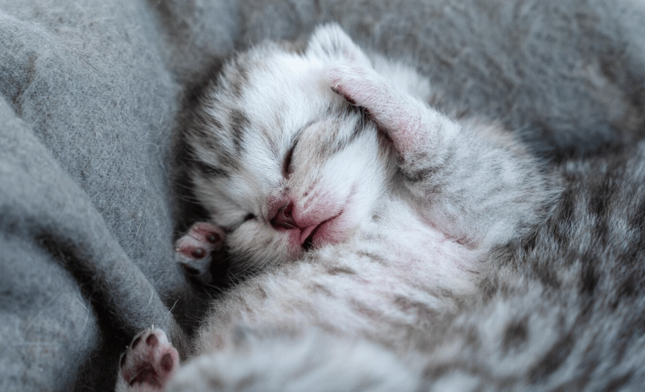 Маленький новорожденный котенок, который спит с закрытыми глазами