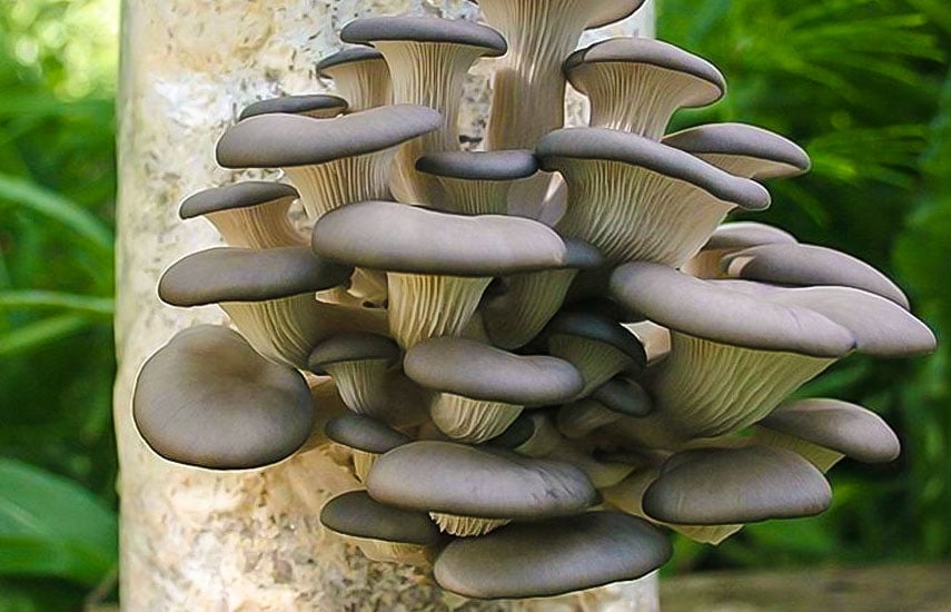 Много вешенок на дереве