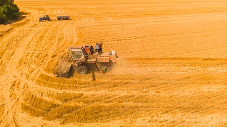 В Україні зростають ціни на зернові — скільки коштує кукурудза у червні - 285x160
