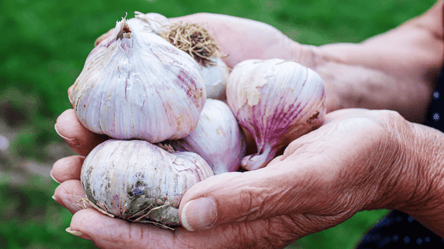 Озимый чеснок вырастет размером с кулак — главные правила посадки - 290x160