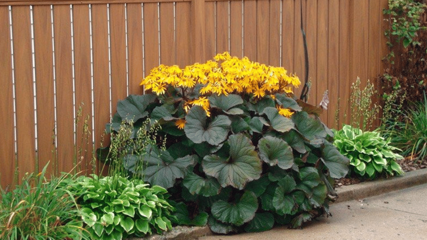 Какие декоративные растения посадить в октябре 2025 года — бузульник